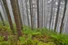 USA- Oregon. Lookout State Park with fog amongst Sitka spruce forest Art Print